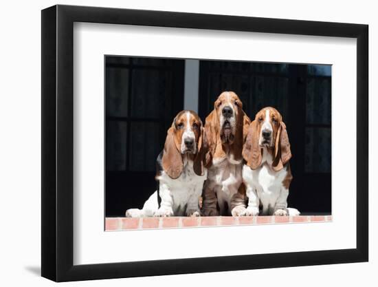 Basset Hounds on Red Brick Patio-Zandria Muench Beraldo-Framed Photographic Print