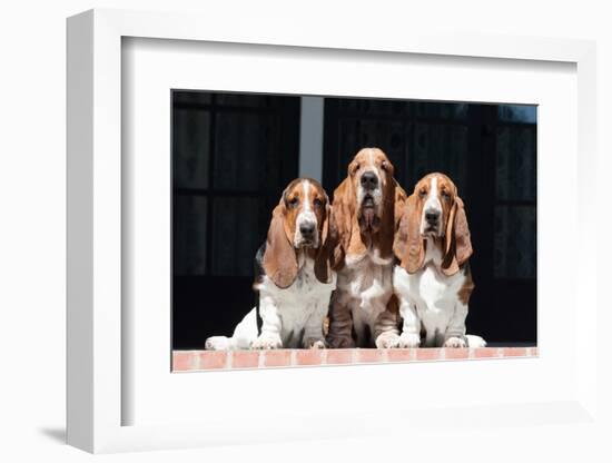 Basset Hounds on Red Brick Patio-Zandria Muench Beraldo-Framed Photographic Print