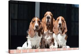 Basset Hounds on Red Brick Patio-Zandria Muench Beraldo-Stretched Canvas