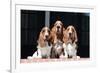 Basset Hounds on Red Brick Patio-Zandria Muench Beraldo-Framed Photographic Print