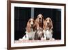 Basset Hounds on Red Brick Patio-Zandria Muench Beraldo-Framed Photographic Print