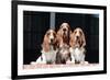 Basset Hounds on Red Brick Patio-Zandria Muench Beraldo-Framed Photographic Print