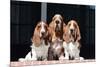 Basset Hounds on Red Brick Patio-Zandria Muench Beraldo-Mounted Photographic Print