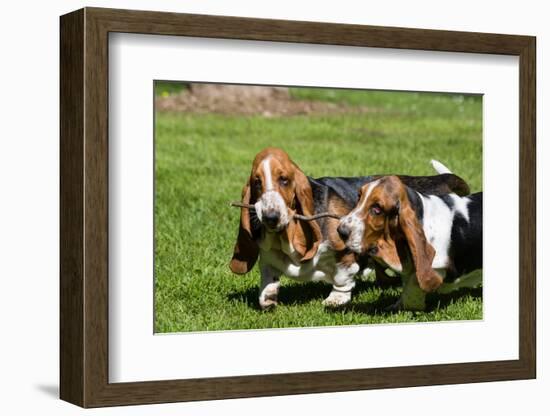 Basset Hounds Playing with a Stick-Zandria Muench Beraldo-Framed Photographic Print