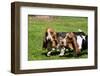 Basset Hounds Playing with a Stick-Zandria Muench Beraldo-Framed Photographic Print