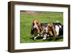 Basset Hounds Playing with a Stick-Zandria Muench Beraldo-Framed Photographic Print