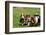 Basset Hounds Playing with a Stick-Zandria Muench Beraldo-Framed Photographic Print