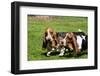 Basset Hounds Playing with a Stick-Zandria Muench Beraldo-Framed Photographic Print