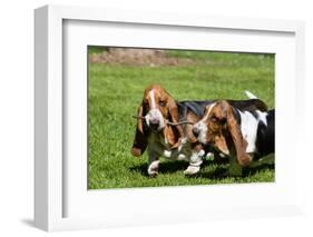 Basset Hounds Playing with a Stick-Zandria Muench Beraldo-Framed Photographic Print