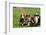 Basset Hounds Playing with a Stick-Zandria Muench Beraldo-Framed Photographic Print