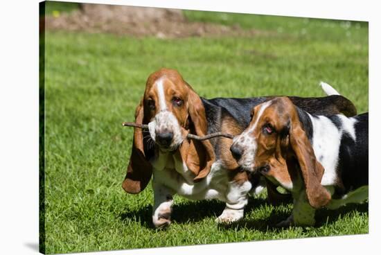 Basset Hounds Playing with a Stick-Zandria Muench Beraldo-Stretched Canvas