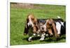 Basset Hounds Playing with a Stick-Zandria Muench Beraldo-Framed Photographic Print