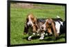 Basset Hounds Playing with a Stick-Zandria Muench Beraldo-Framed Photographic Print