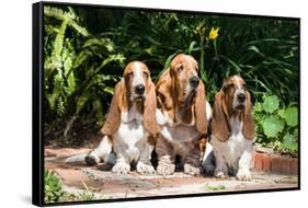 Basset Hounds Sitting on Garden Pathway-Zandria Muench Beraldo-Framed Stretched Canvas