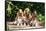 Basset Hounds Sitting on Garden Pathway-Zandria Muench Beraldo-Framed Stretched Canvas