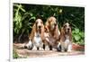 Basset Hounds Sitting on Garden Pathway-Zandria Muench Beraldo-Framed Photographic Print