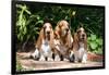 Basset Hounds Sitting on Garden Pathway-Zandria Muench Beraldo-Framed Photographic Print