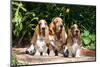 Basset Hounds Sitting on Garden Pathway-Zandria Muench Beraldo-Mounted Photographic Print