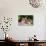 Basset Hounds Sitting on Garden Pathway-Zandria Muench Beraldo-Photographic Print displayed on a wall