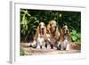 Basset Hounds Sitting on Garden Pathway-Zandria Muench Beraldo-Framed Photographic Print