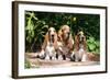 Basset Hounds Sitting on Garden Pathway-Zandria Muench Beraldo-Framed Photographic Print