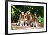 Basset Hounds Sitting on Garden Pathway-Zandria Muench Beraldo-Framed Photographic Print