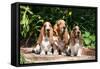 Basset Hounds Sitting on Garden Pathway-Zandria Muench Beraldo-Framed Stretched Canvas