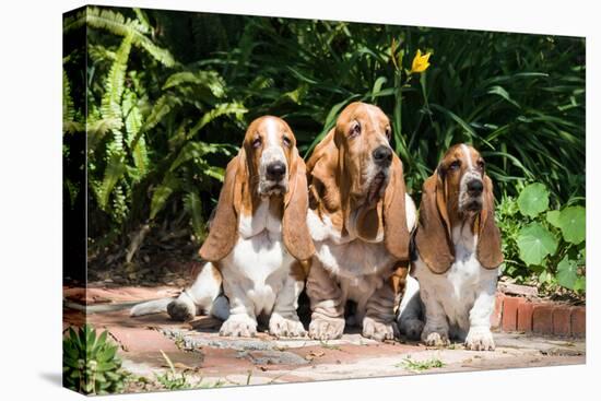 Basset Hounds Sitting on Garden Pathway-Zandria Muench Beraldo-Stretched Canvas