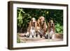 Basset Hounds Sitting on Garden Pathway-Zandria Muench Beraldo-Framed Photographic Print