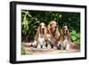 Basset Hounds Sitting on Garden Pathway-Zandria Muench Beraldo-Framed Photographic Print