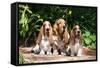 Basset Hounds Sitting on Garden Pathway-Zandria Muench Beraldo-Framed Stretched Canvas