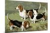 Basset Hounds-Vero Shaw-Mounted Premium Giclee Print