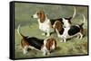 Basset Hounds-Vero Shaw-Framed Stretched Canvas