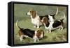 Basset Hounds-Vero Shaw-Framed Stretched Canvas