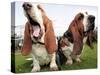 Bassethounds Pose in Dortmund, Germany-null-Stretched Canvas