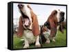 Bassethounds Pose in Dortmund, Germany-null-Framed Stretched Canvas