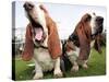 Bassethounds Pose in Dortmund, Germany-null-Stretched Canvas
