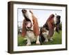 Bassethounds Pose in Dortmund, Germany-null-Framed Photographic Print