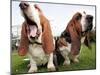 Bassethounds Pose in Dortmund, Germany-null-Mounted Photographic Print