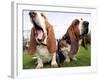 Bassethounds Pose in Dortmund, Germany-null-Framed Photographic Print