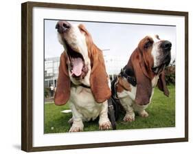 Bassethounds Pose in Dortmund, Germany-null-Framed Photographic Print