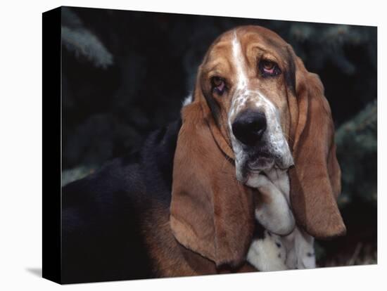 Bassett Hound Portrait, USA-Lynn M^ Stone-Stretched Canvas