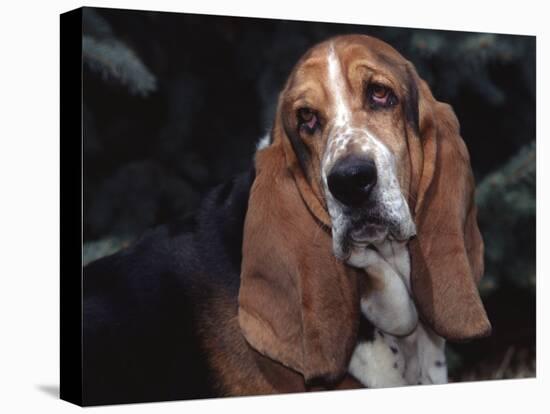 Bassett Hound Portrait, USA-Lynn M^ Stone-Stretched Canvas