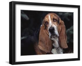 Bassett Hound Portrait, USA-Lynn M^ Stone-Framed Photographic Print