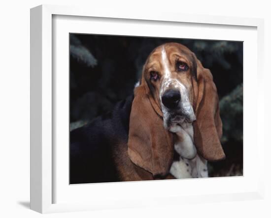 Bassett Hound Portrait, USA-Lynn M^ Stone-Framed Photographic Print