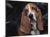 Bassett Hound Portrait, USA-Lynn M^ Stone-Mounted Photographic Print