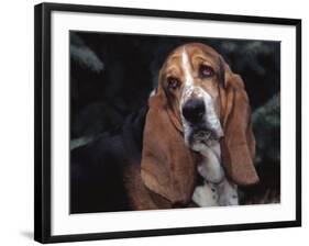 Bassett Hound Portrait, USA-Lynn M^ Stone-Framed Photographic Print