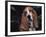 Bassett Hound Portrait, USA-Lynn M^ Stone-Framed Photographic Print