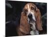 Bassett Hound Portrait, USA-Lynn M^ Stone-Mounted Photographic Print