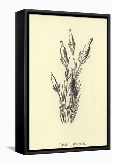 Bassia Palealensis-Edward Lear-Framed Stretched Canvas